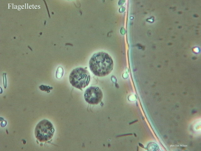 Flagellates