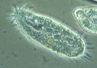 Ciliate Ciliate